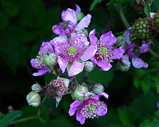 Rubus vestitus